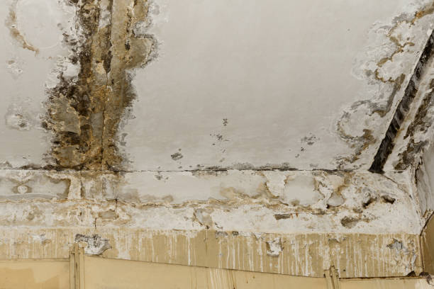 Best Water Damage & Mold Remediation  in Vicksburg, MS